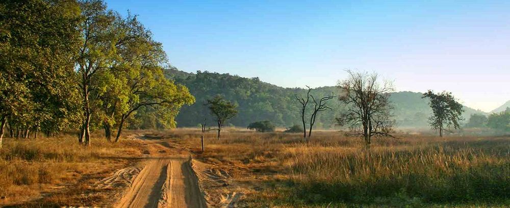 Misty dawn over open grassland and a forest track, Bandhavgarh