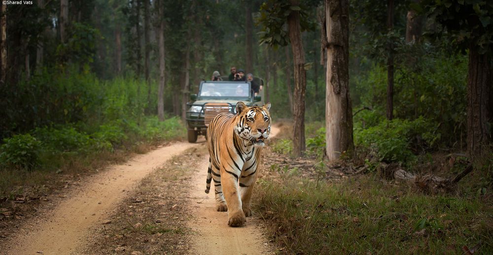 Wild Bengal tiger walking a forest track with a safari gypsy behind, Kanha
