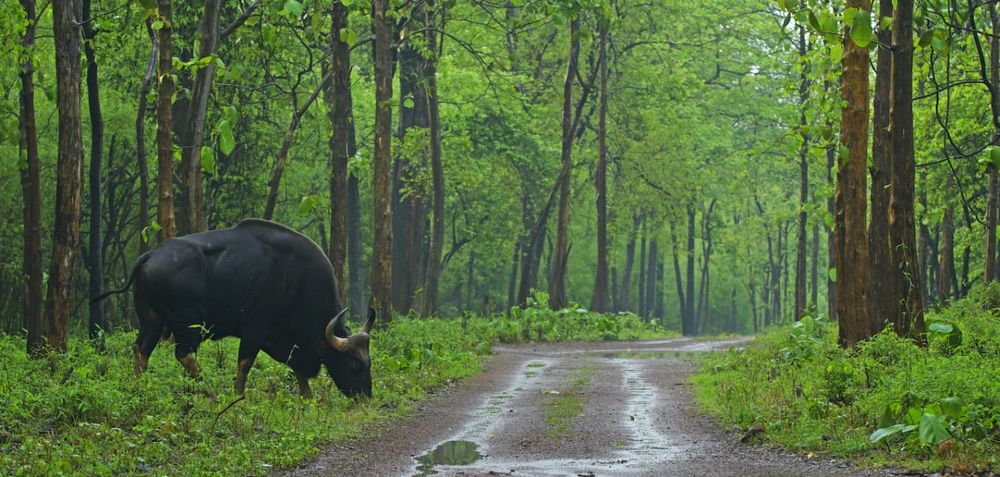 Indian gaur grazing beside a green forest trail, Tadoba